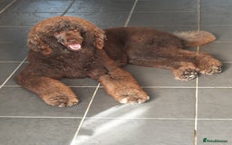 Standard Poodle dogs for stud: Standard Poodle Stud in March - Image 3