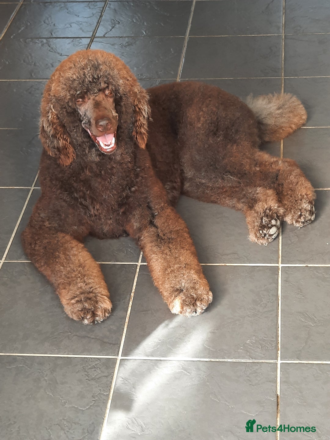 Standard Poodle dogs for stud: Standard Poodle Stud in March - Image 3