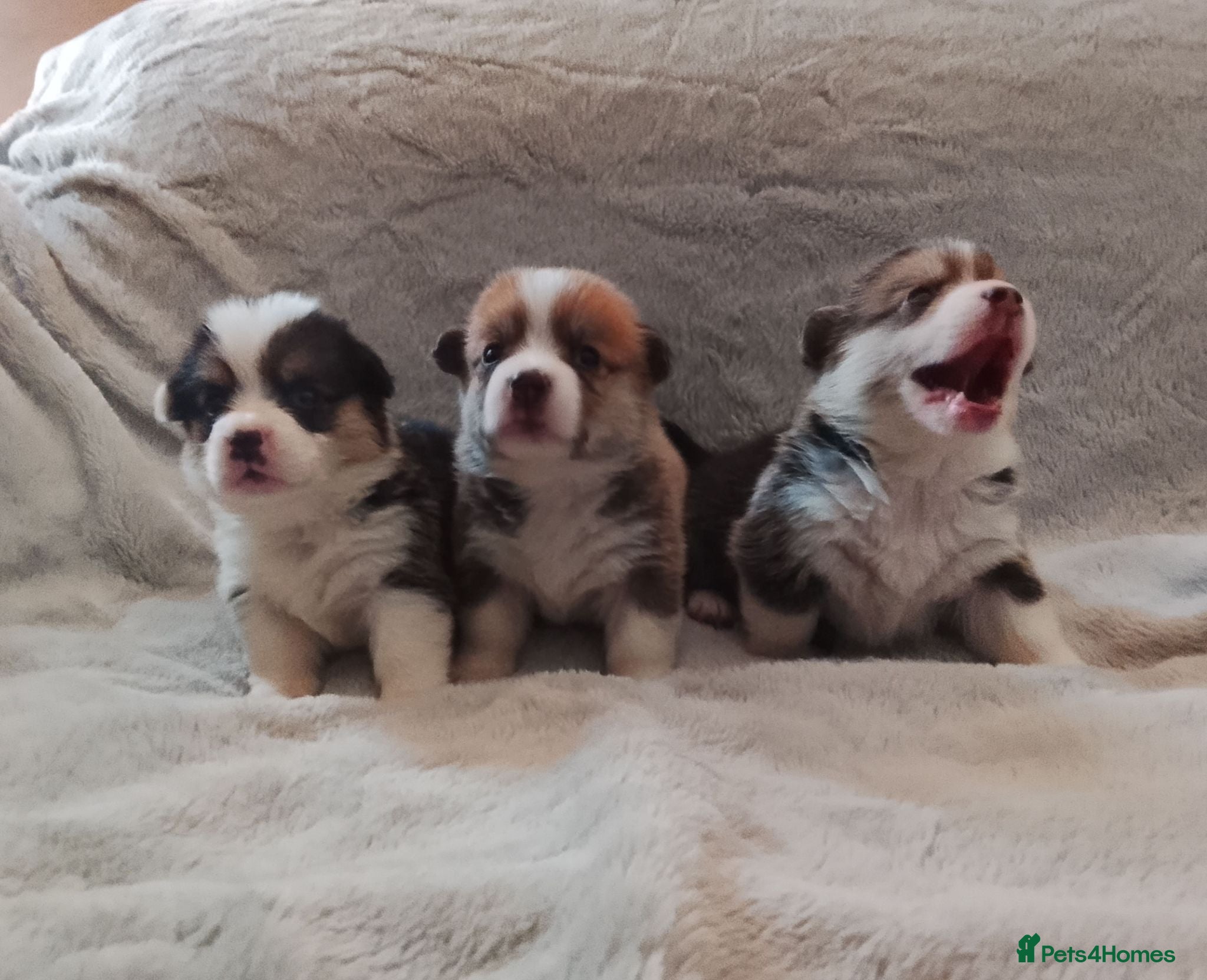 Welsh Corgi Pembroke dogs KC registered health tested parents  - Advert 11