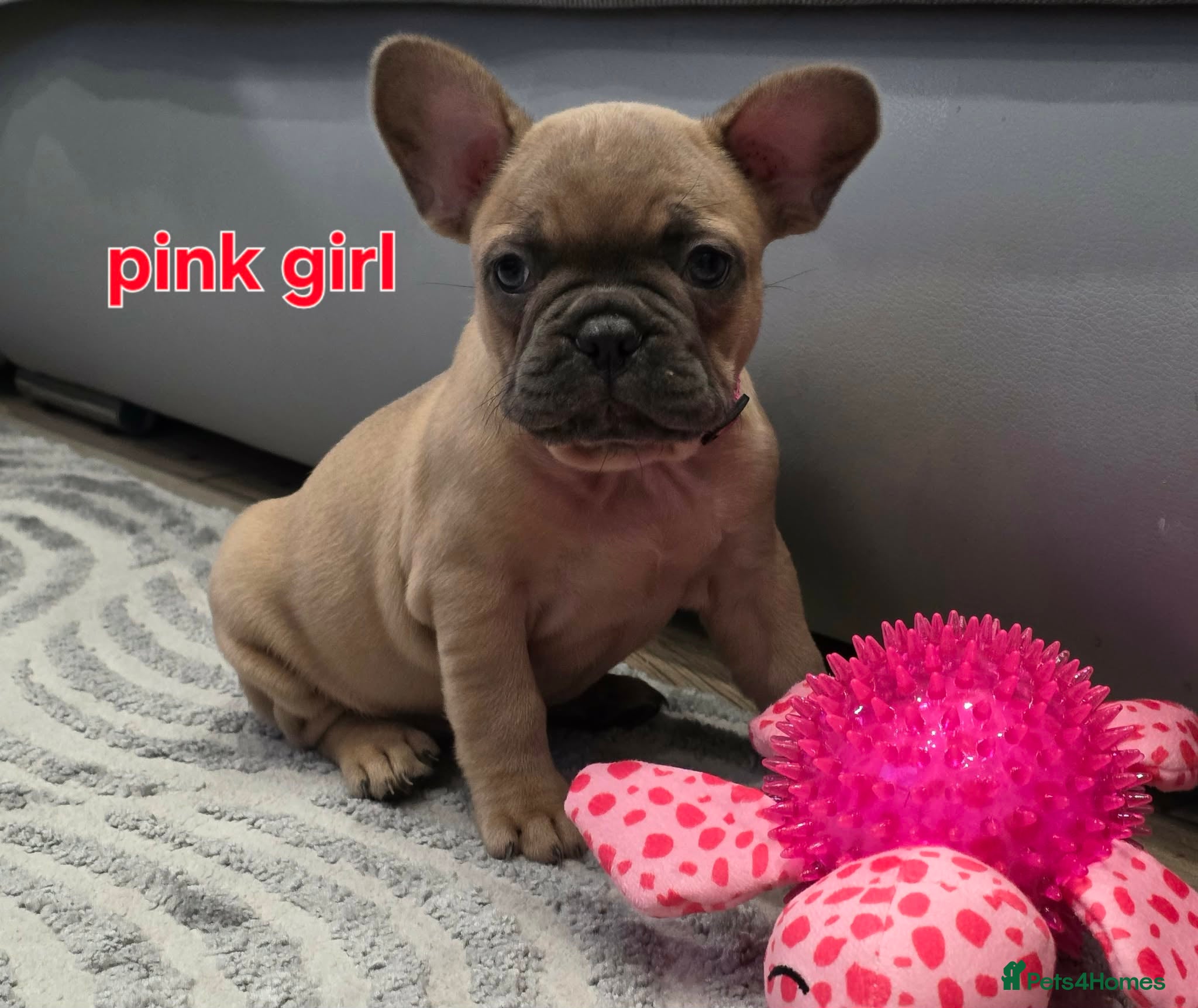 French Bulldog dogs French Bulldog KC reg last girl - Advert 9