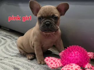 French Bulldog dogs French Bulldog KC reg last girl - Advert 9
