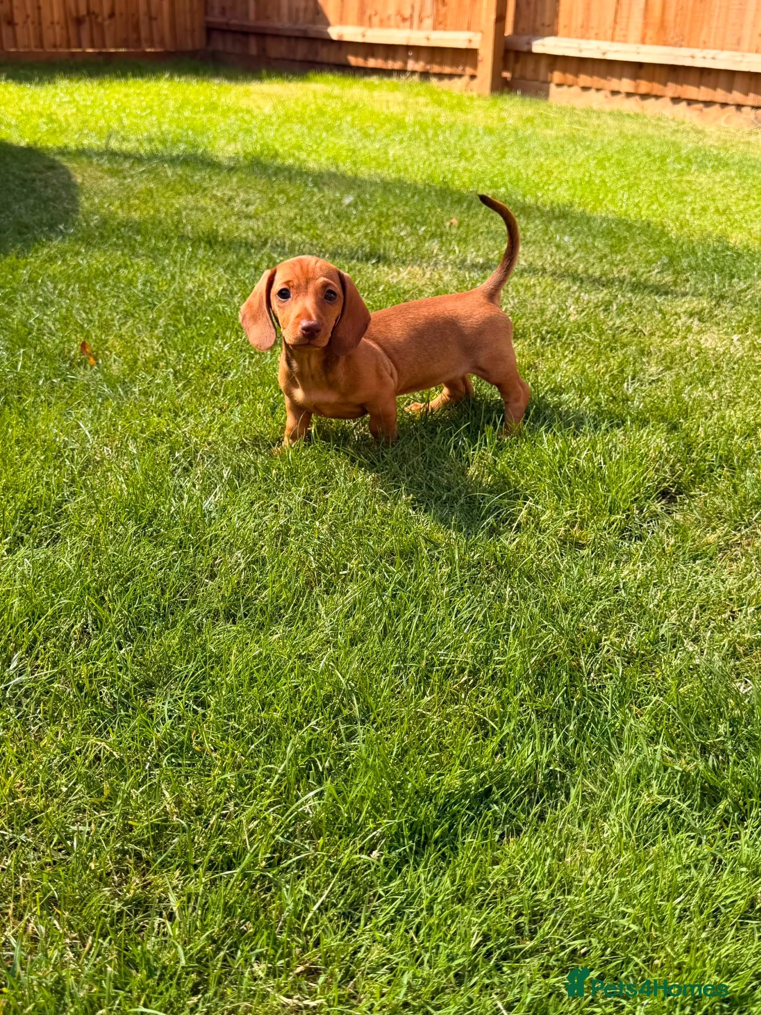 Dachshund dogs Miniature dachshund dapple boy and caramel girl - Advert 15