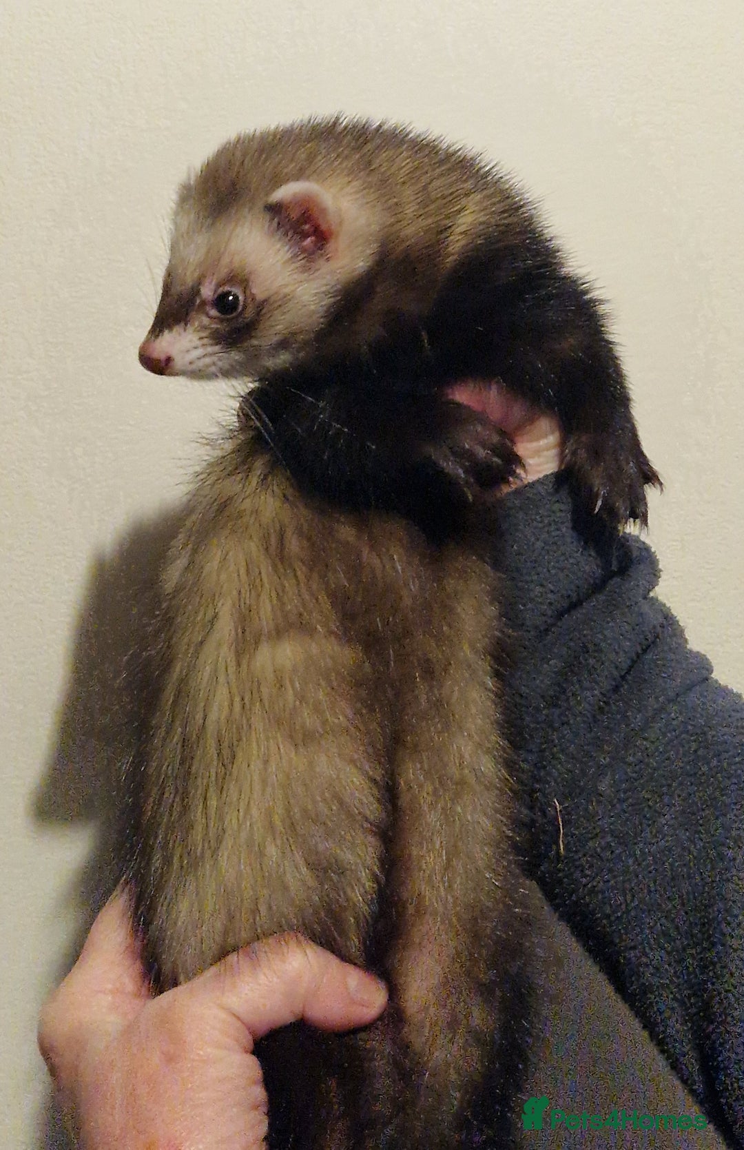 Ferret rodents for sale: Micro ferret hob - Advert 4