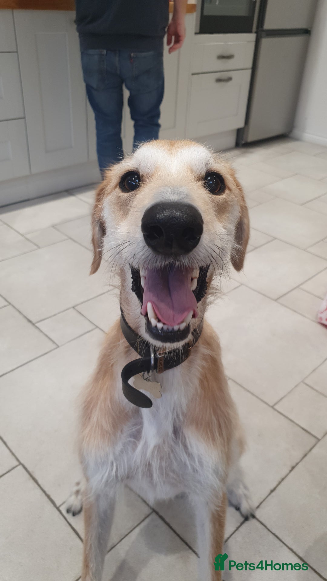 Lurcher dogs for sale: Male Lurcher in need of rehoming(saluki/greyhound) - Image 1