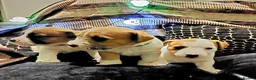 Jack Russell dogs for sale: Adorable Jack Russells - Advert 5