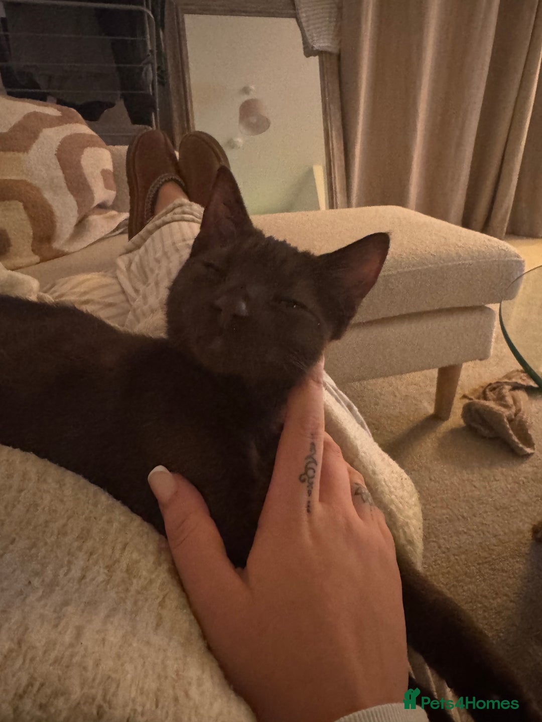 Mixed Breed cats for sale: Brown Cat called Reggie - Advert 2