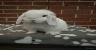 Mini Lop rabbits - Advert 3