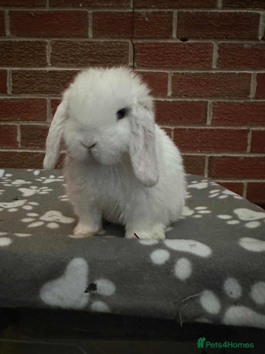 Mini Lop rabbits for sale: Pure bred minilop buck - Image 3