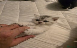 British Shorthair cats for sale: British shorthair kittens - Image 15