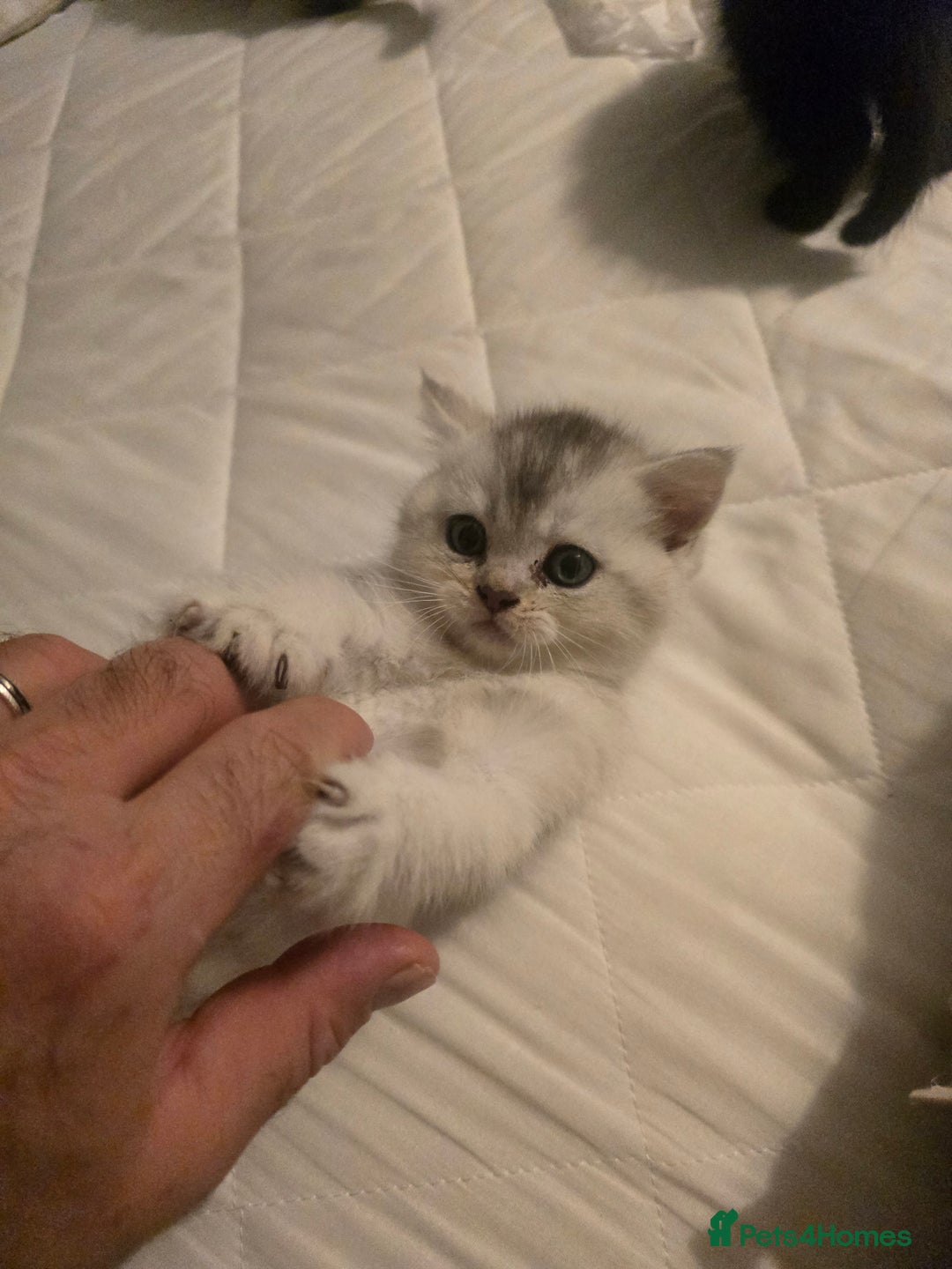 British Shorthair cats for sale: British shorthair kittens - Image 15