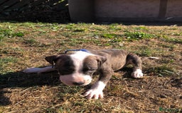 Mixed Breed dogs for sale: 3 BOYS LEFT - American Staffordshire bull terriers - Image 5