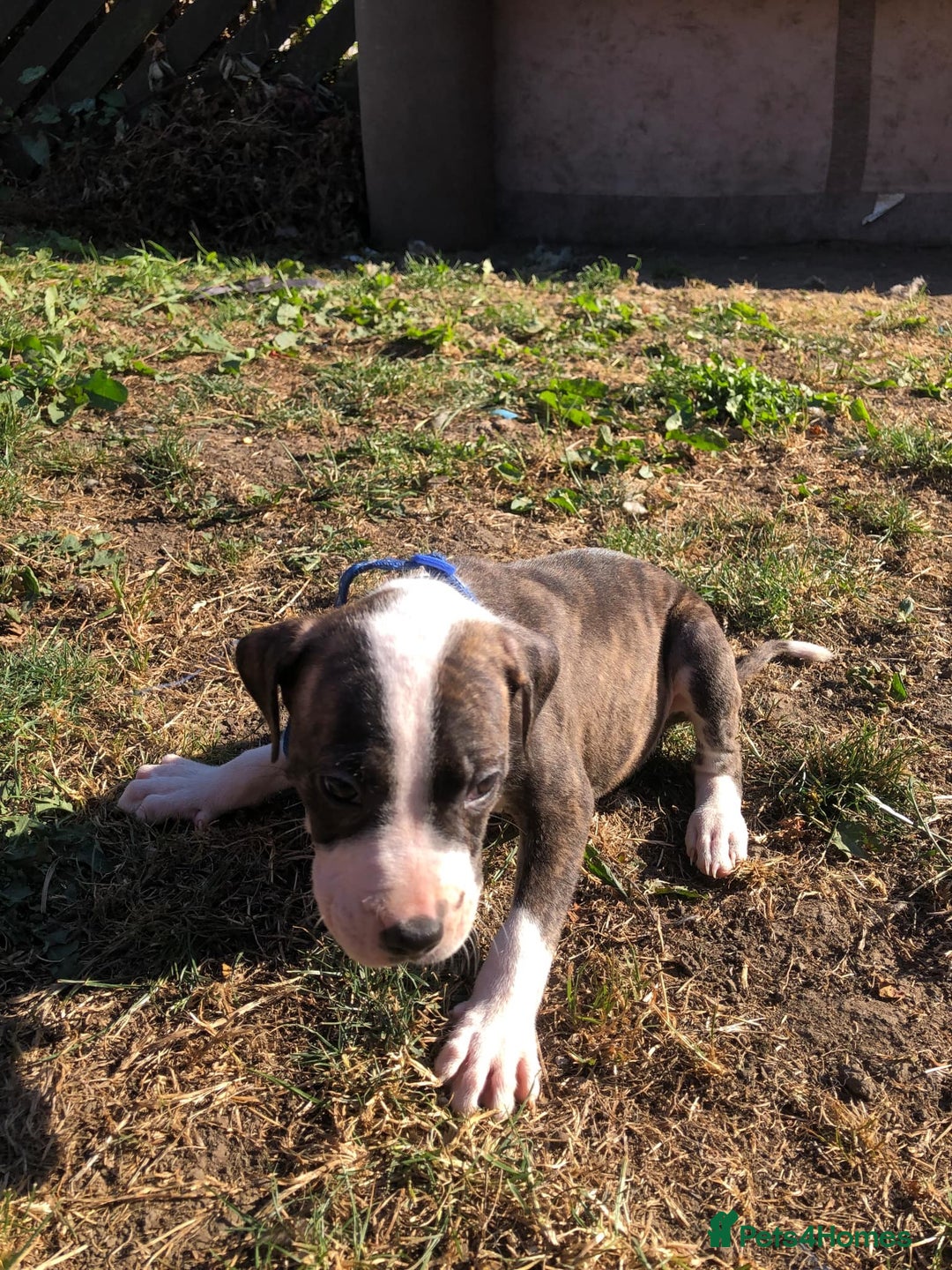 Mixed Breed dogs for sale: 3 BOYS LEFT - American Staffordshire bull terriers - Image 5