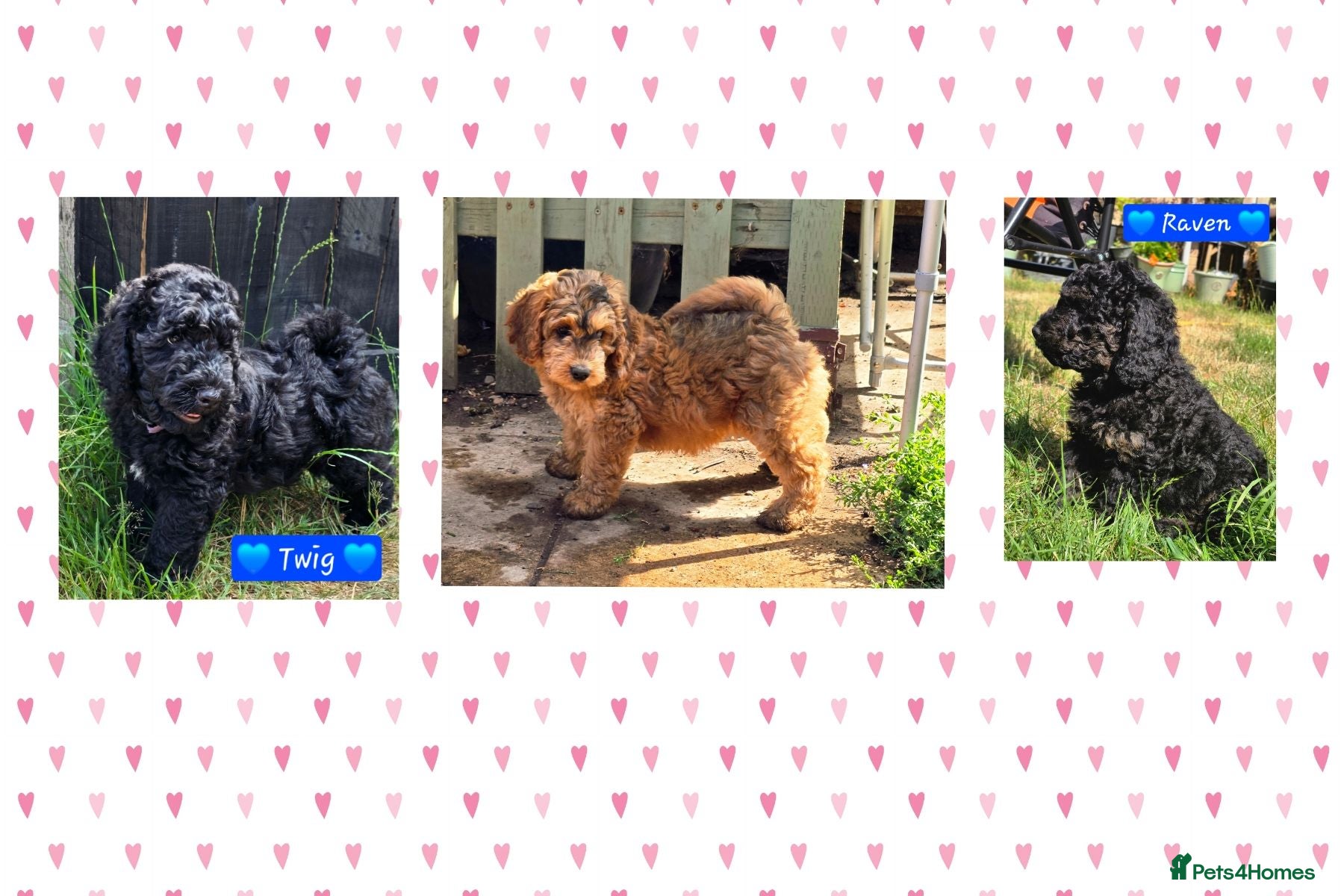 Cockapoo dogs Health Tested F1b Cockapoo Puppies - Advert 1