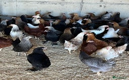 Chickens poultry for sale: Point of Lay hens - Image 2
