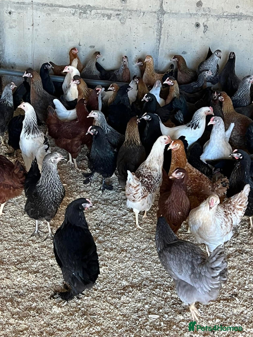 Chickens poultry for sale: Point of Lay hens - Image 2