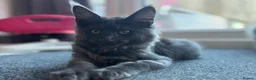 Maine Coon cats for sale: GCCF Reg’d MaineCoon Kittens–Blue Smoke-RoKits - Advert 23