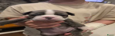 Boston Terrier 6