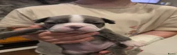 Boston Terrier dogs for sale: Health-Tested KC Registered Boston Terrier Puppies in Salford - Advert 7