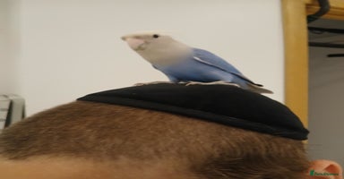 Lovebirds birds - Advert 12