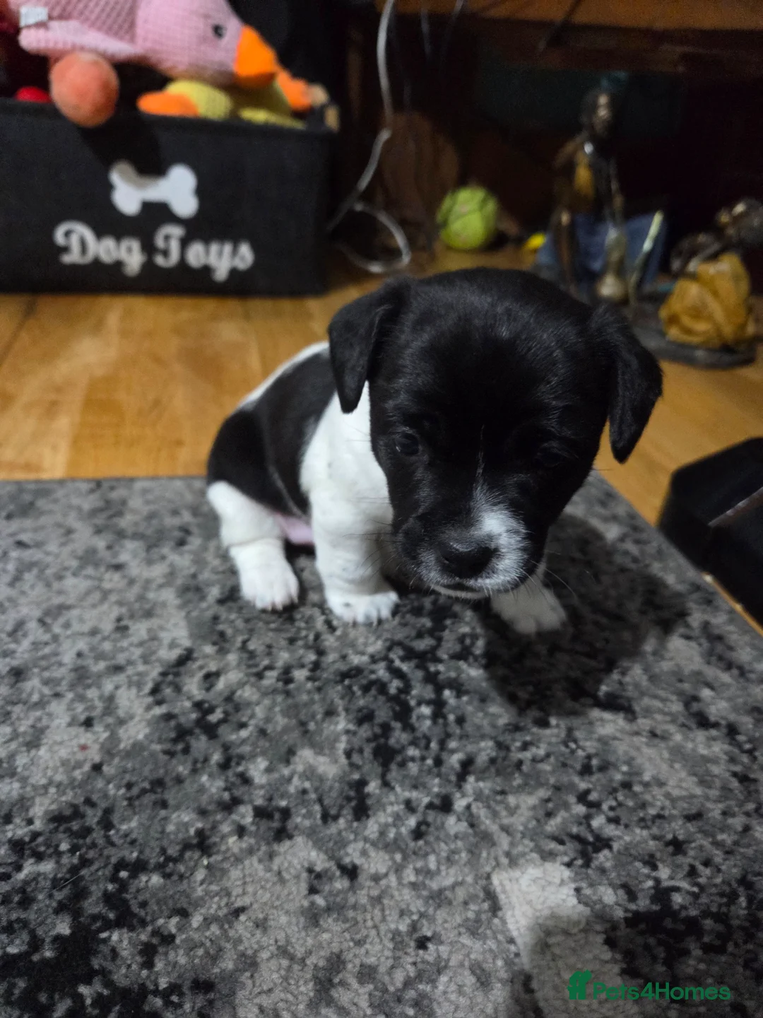 Mixed Breed dogs for sale: 5 beautiful patterjacks in Cemaes Bay - Advert 2