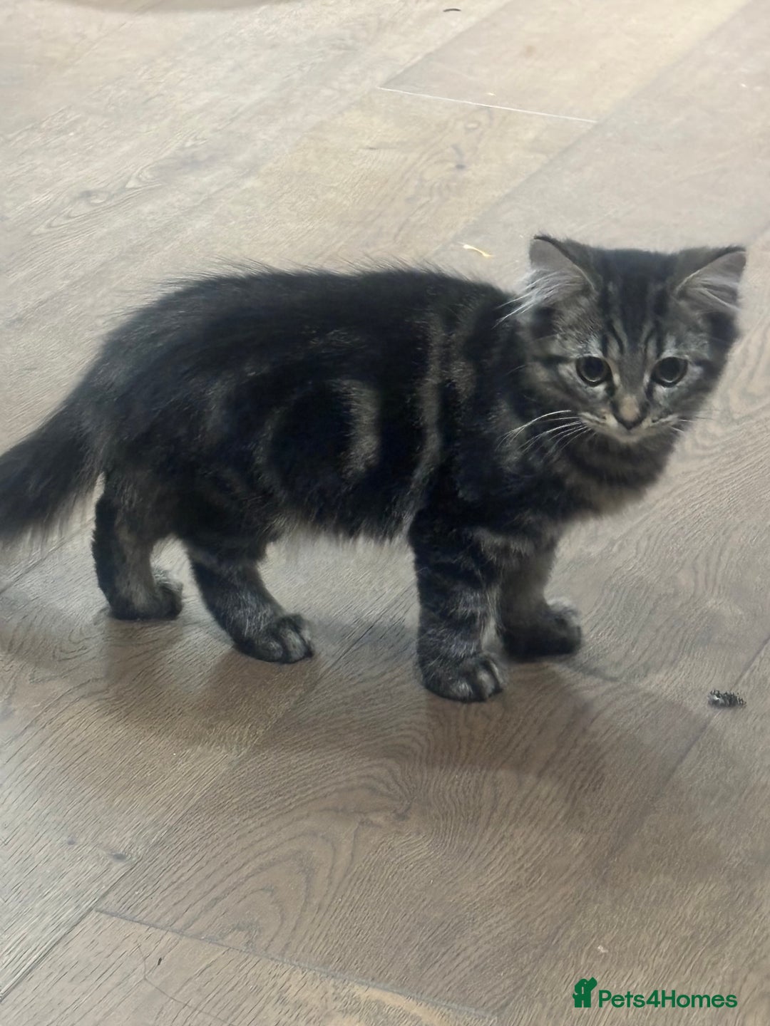 British Shorthair cats for sale: Charming British Shorthair-Siberian Mix kitten - Image 5