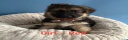 German Shepherd dogs for sale: Pedigree long haired German Shepherd puppies in Chester-le-Street - Advert 4
