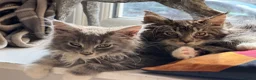 Maine Coon cats for sale: Stunning Gccf reg maine coon kittens  - Advert 4