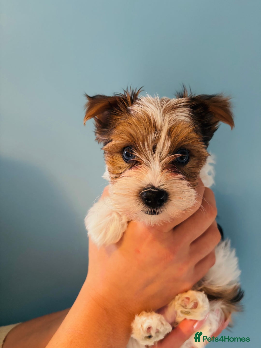 Yorkshire Terrier dogs for sale: ❤️Beautiful blue eyed Yorkshire terrier puppies❤️ - Advert 14