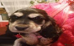 Cocker Spaniel dogs for sale: Cocker spaniel pups - Image 3