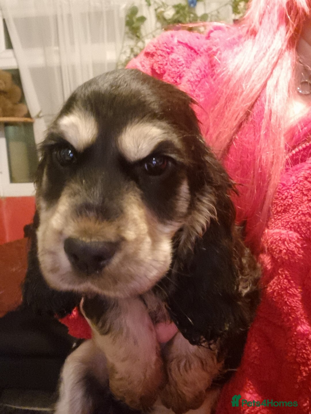 Cocker Spaniel dogs for sale: Cocker spaniel pups - Image 3