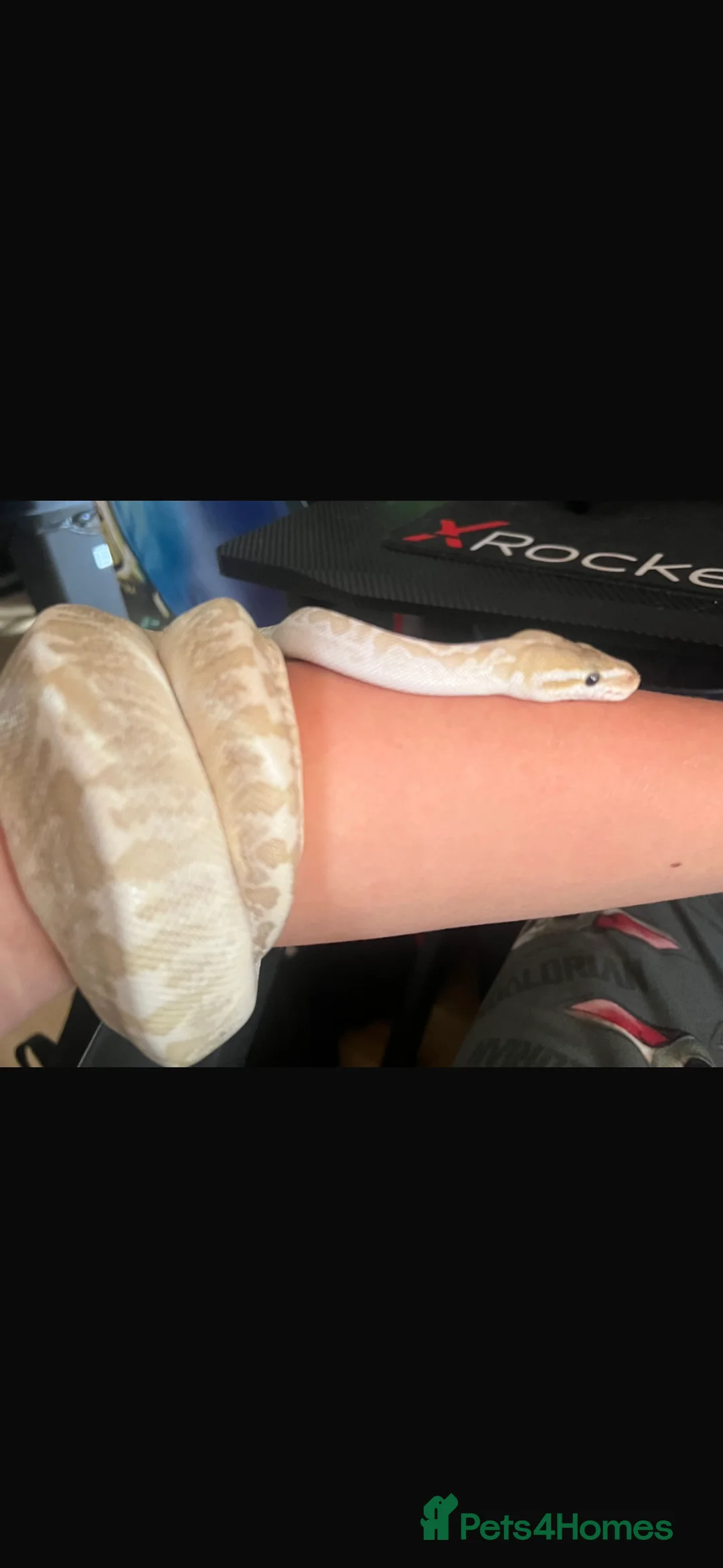 Boa Snake reptiles for sale: Mixed ball pythons with complete setup  - Advert 6