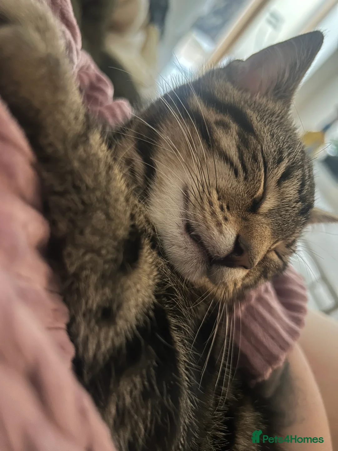 Mixed Breed cats for sale: Duke  - Advert 3