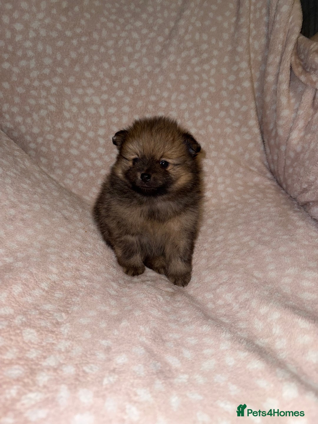 Pomeranian dogs for sale: Adorable Pomeranian Puppies 💙🩷💙 - Advert 17