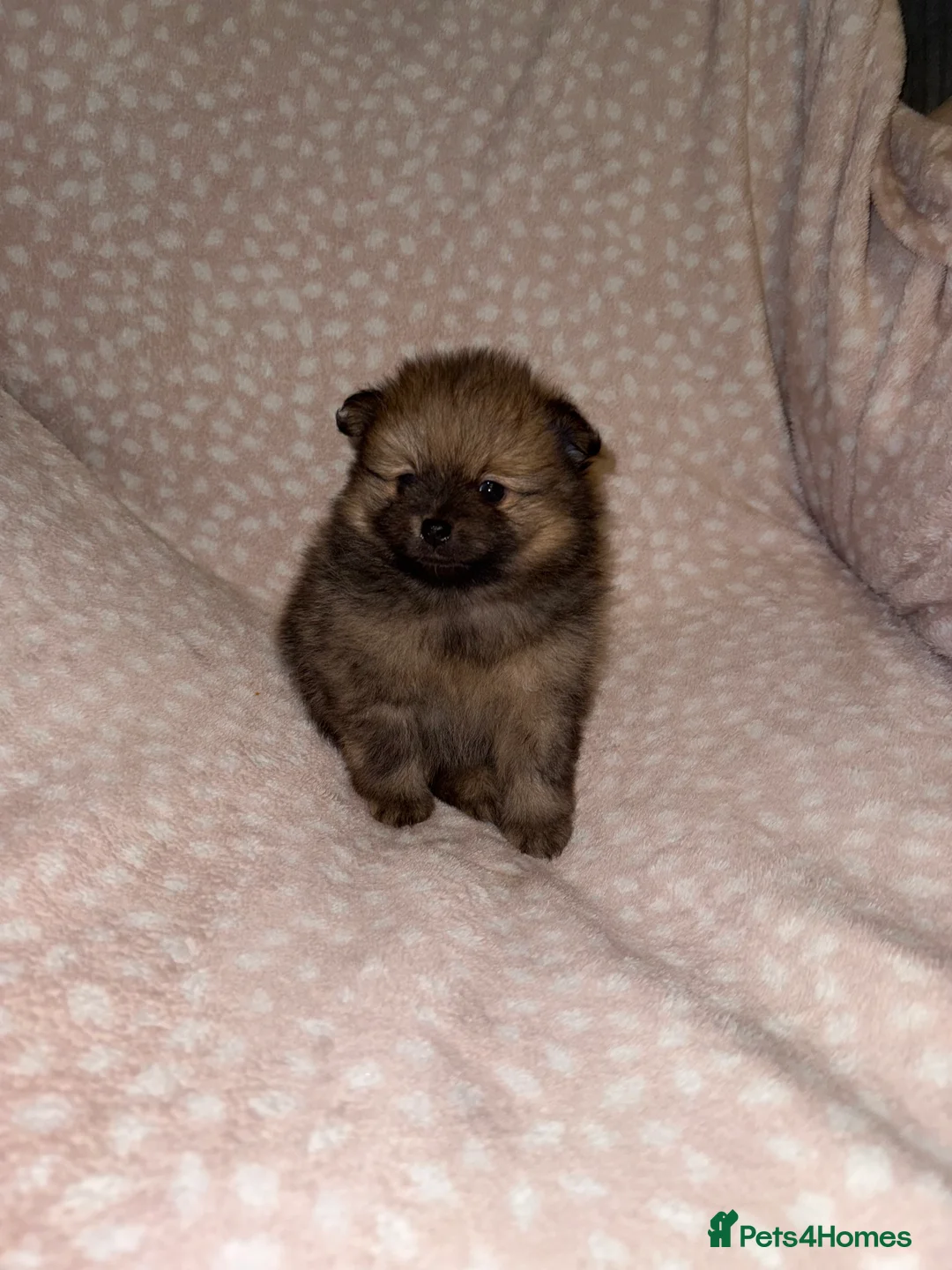 Pomeranian dogs for sale: Fully Vaccinated Orange Sable Boy Pomeranian 💙 - Advert 24