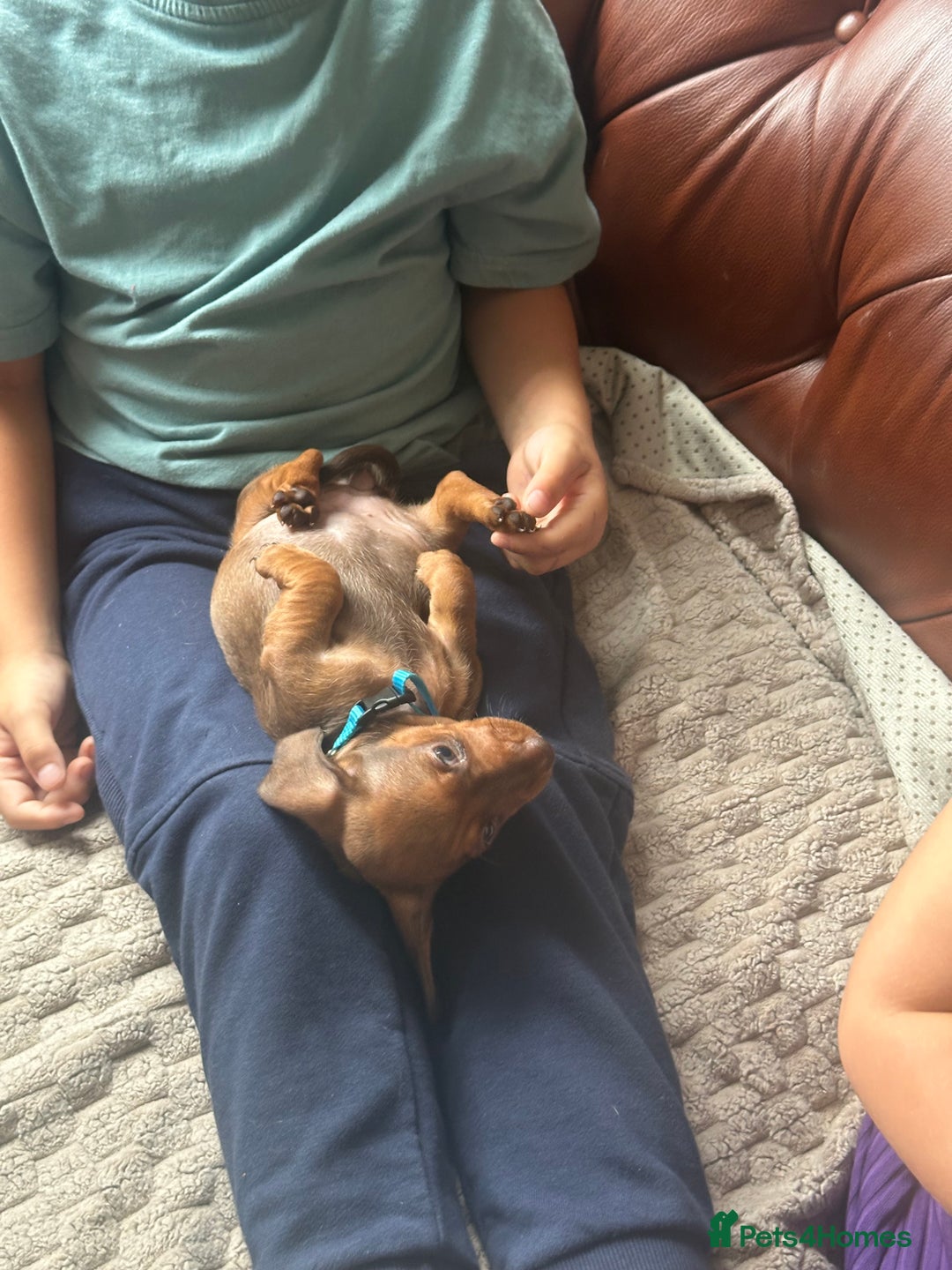 Miniature Dachshund dogs for sale: Miniature dachshund puppies - Image 14