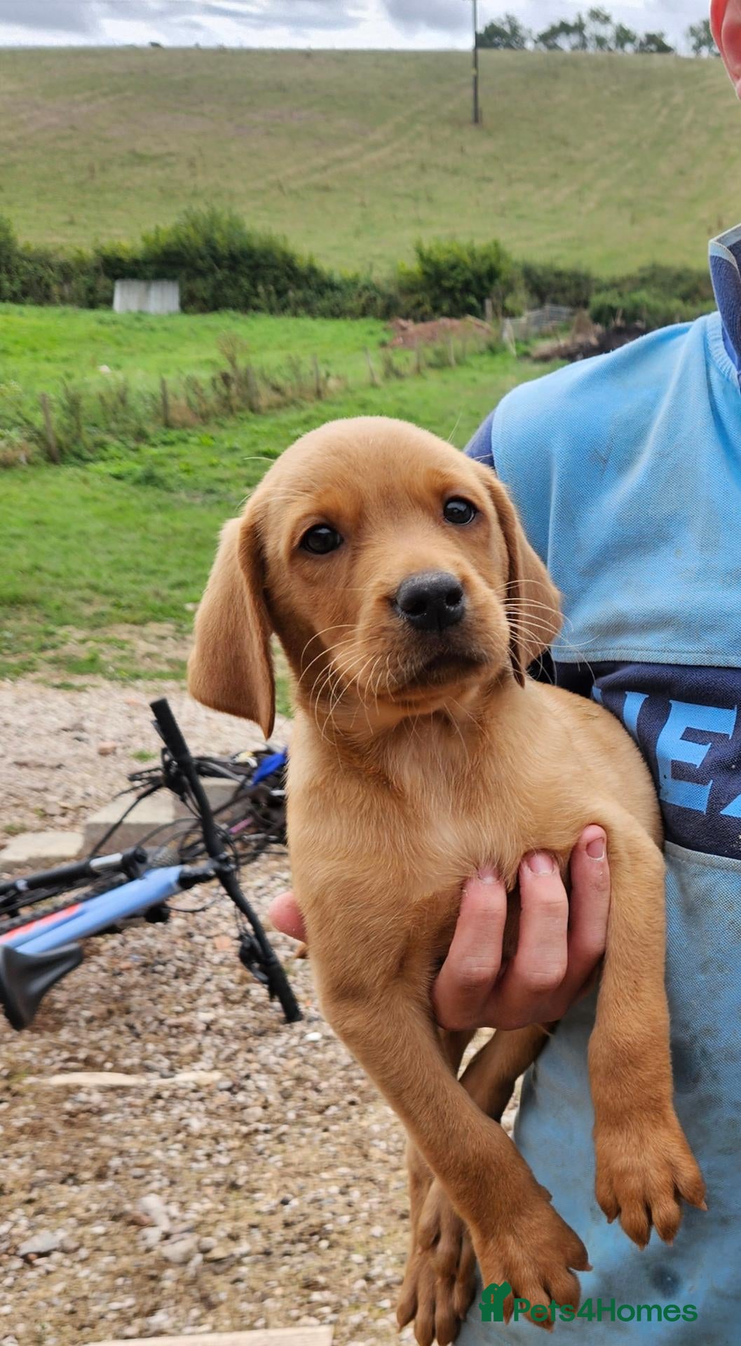 Labrador Retriever dogs Labrador puppies - Advert 2