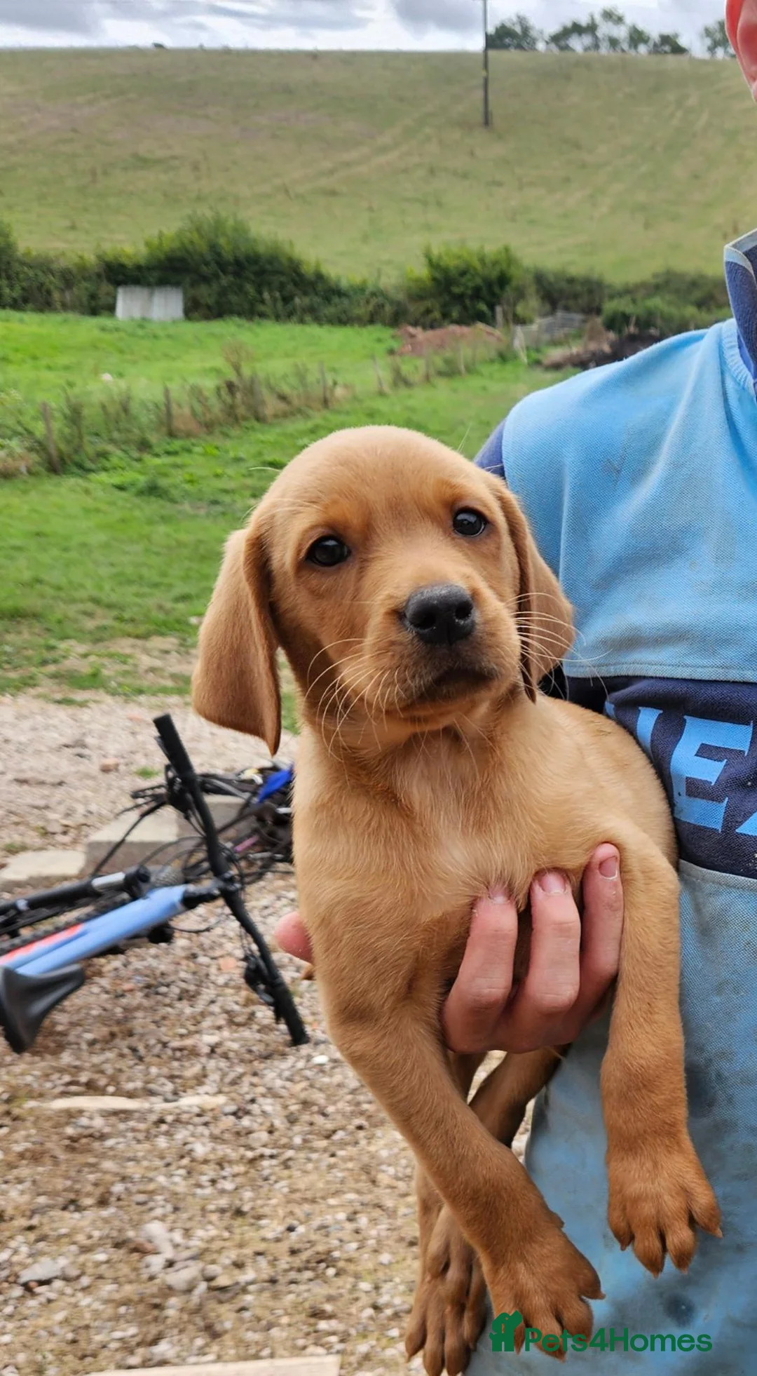 Labrador Retriever dogs for sale: Labrador puppies in Newton Abbot - Advert 1
