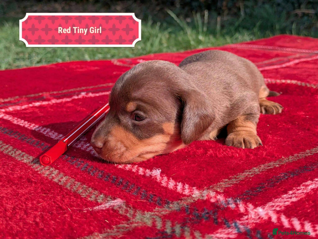 Miniature Dachshund dogs for sale: 5 beautiful chocolate and tan miniature dachshunds - Image 5