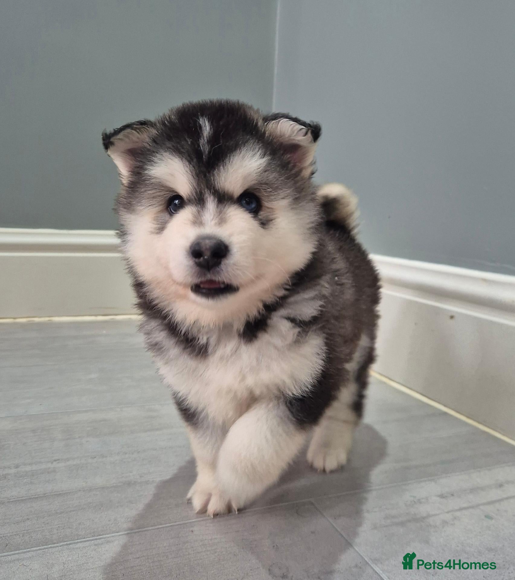 Pomsky dogs for sale: Pomsky puppies from Health tested parents - Advert 8