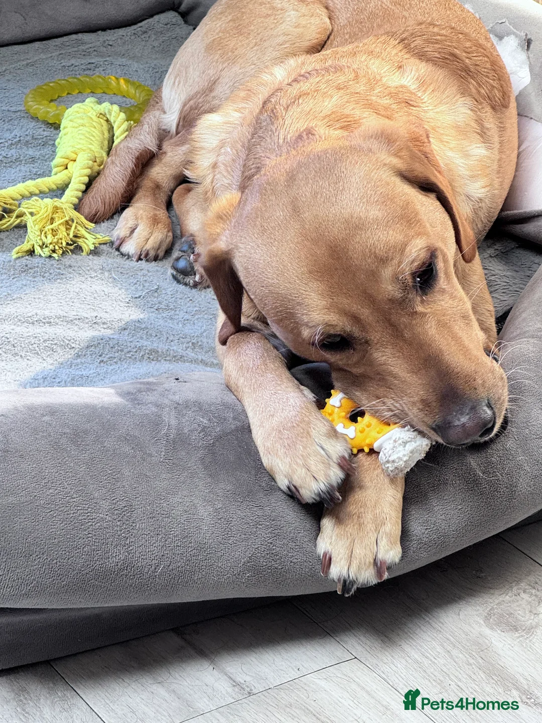 Labrador Retriever dogs for stud: PROVEN, KC REG,HEALTH TESTED LABRADOR FOR STUD in Havant - Advert 21