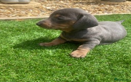 Miniature Dachshund dogs for sale: Miniture dachshund puppies - Image 2
