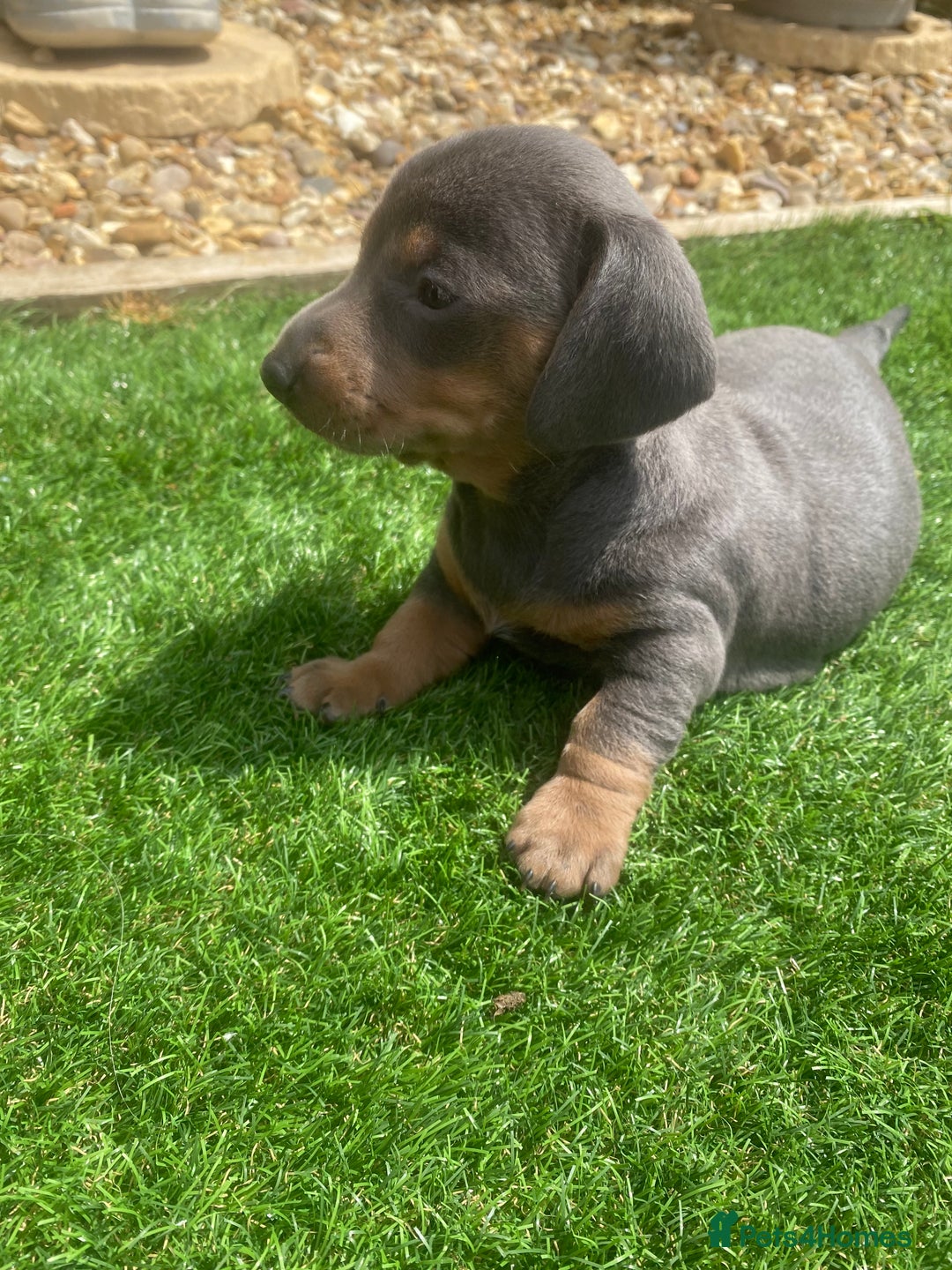 Miniature Dachshund dogs for sale: Miniture dachshund puppies - Image 2