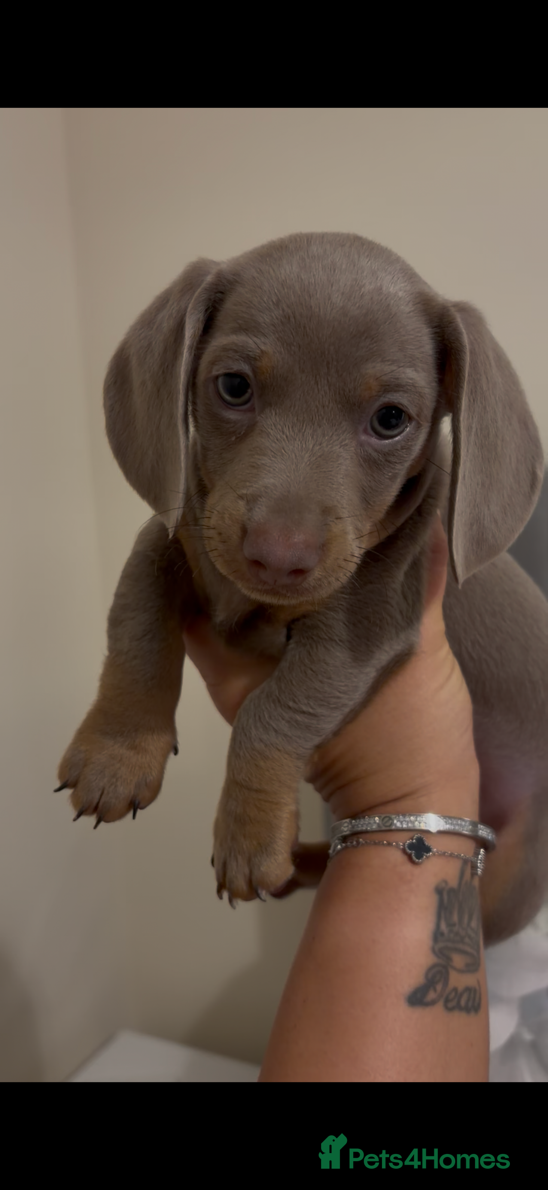 Dachshund dogs for sale: Dachshund puppies for sale - Advert 1