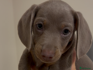 Dachshund dogs Dachshund puppies for sale - Advert 1