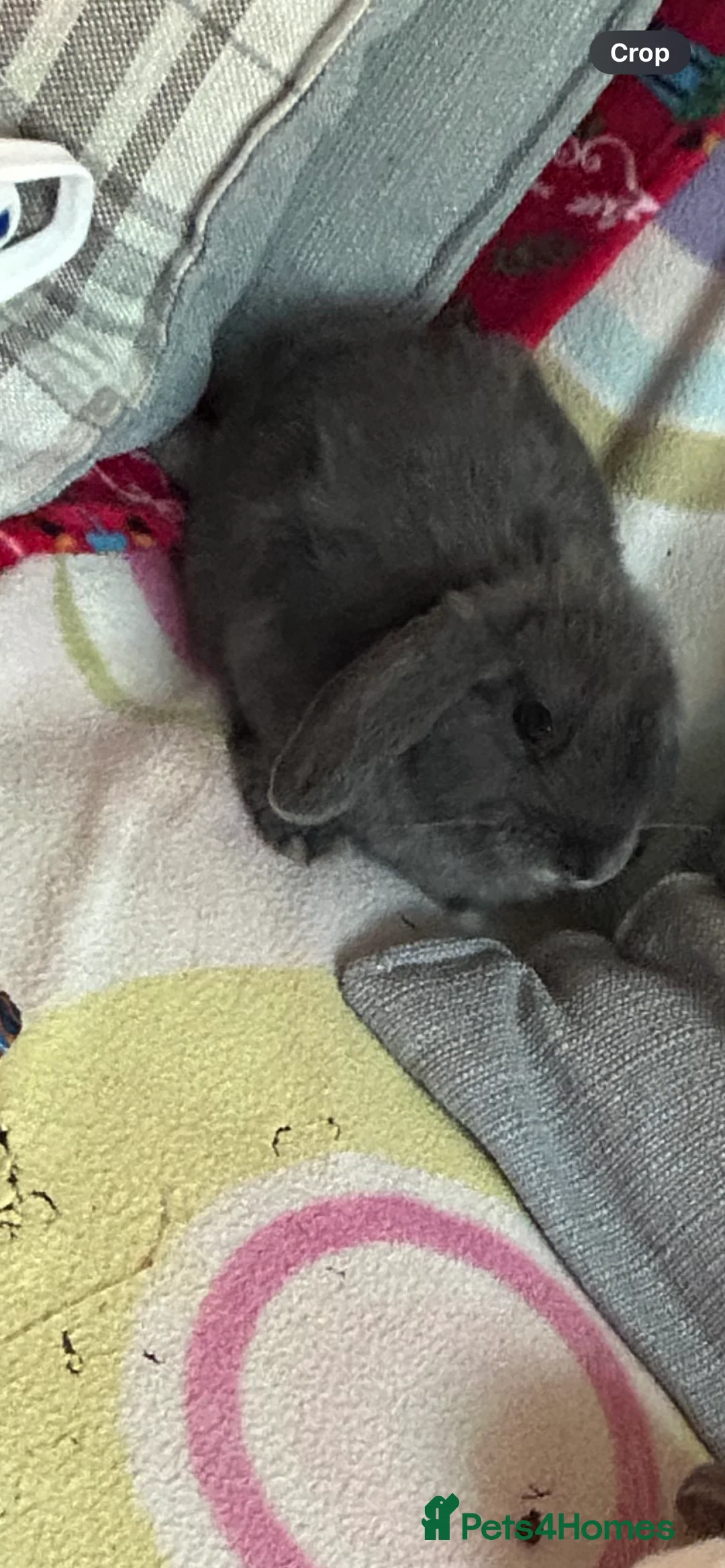 Mini Lop rabbits for sale: Gorgeous female bunny and male baby bunny  - Advert 1