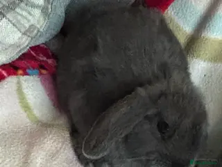 Mini Lop rabbits Gorgeous female bunny and male baby bunny - Advert 1