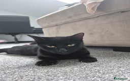 Domestic Shorthair cats for sale: Beautiful female cat £20 - Image 1
