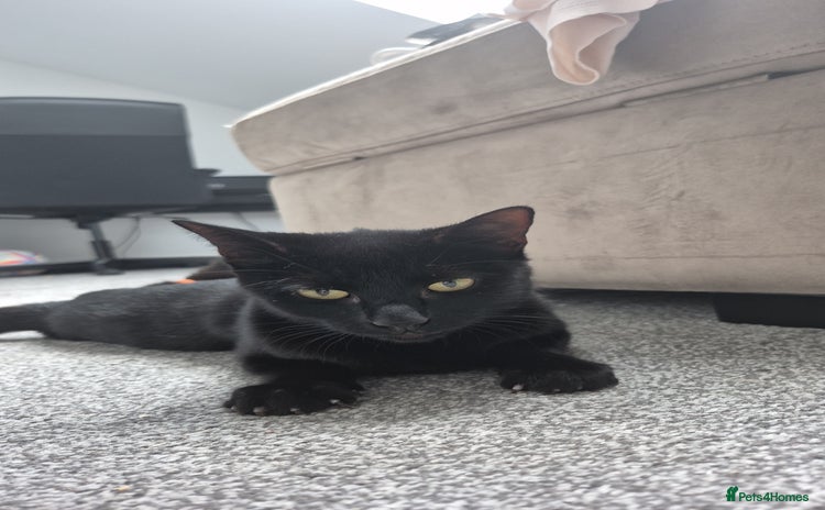 Domestic Shorthair cats - Advert 4