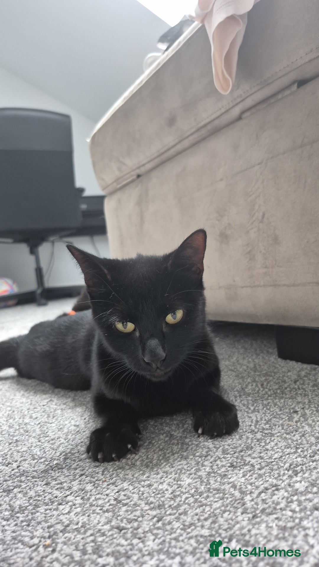 Domestic Shorthair cats for sale: Beautiful female cat £20 - Image 1