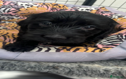 Cockapoo dogs for sale: F1 cockapoo absolute stunning puppies 1 Girl - Image 1